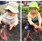 さつまいも堀り♪